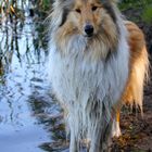 Lassie