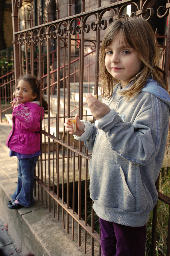 Lassie at fence