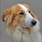 Lassie aus Griechenland