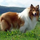 Lassie ....