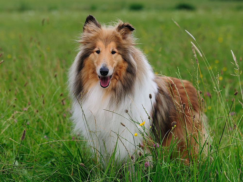 Lassie is back...