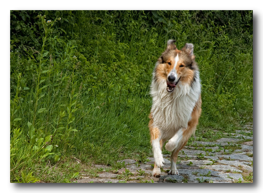 Lassie is come back... :-)