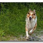 Lassie is come back... :-)