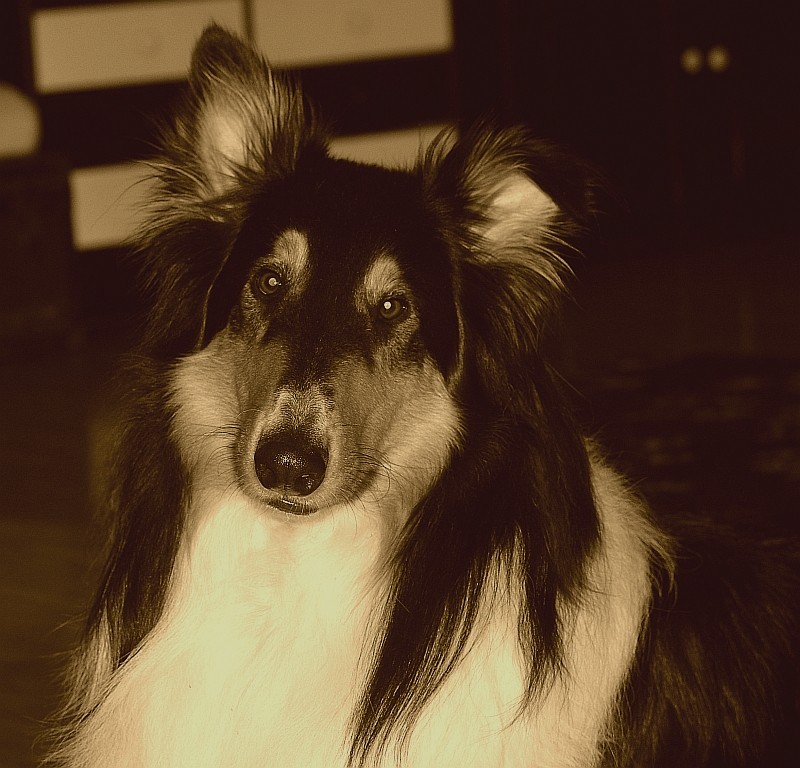 lassie is just a copy^^