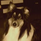 lassie is just a copy^^