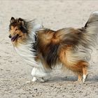 Lassie lebt! (1)