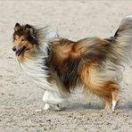 Lassie lebt! (1)