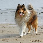 Lassie lebt! (2)