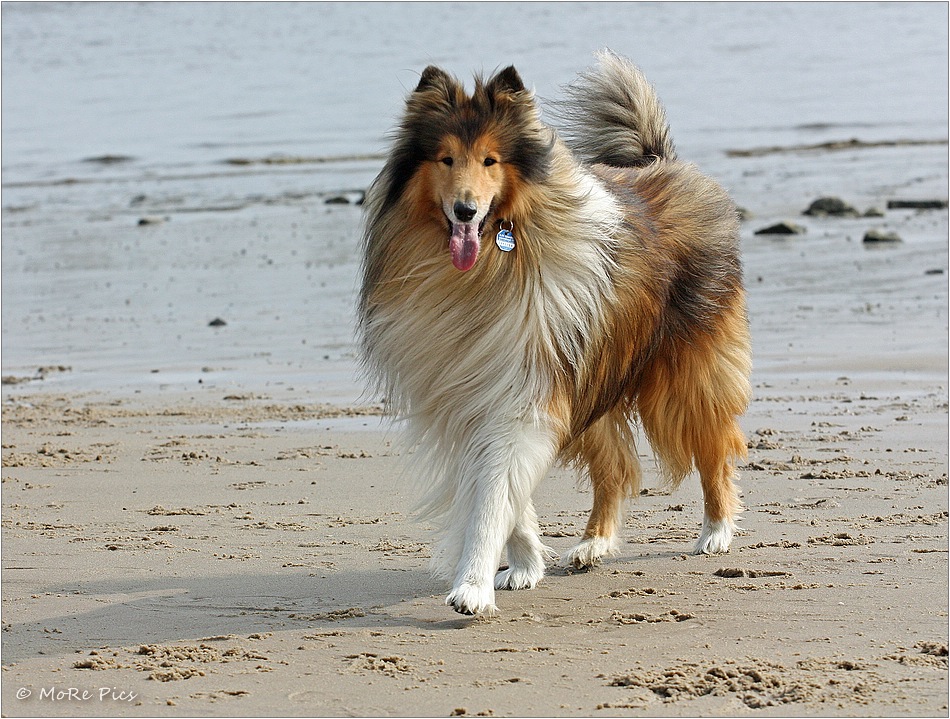 Lassie (2) Foto & Bild | tiere, haustiere, auf fotocommunity
