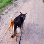 Lassie & Muly 0004     " Der Weg ist das Ziel "