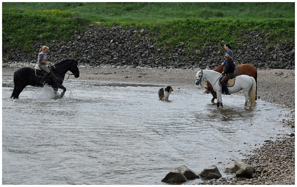 Lassie und die Amazonen