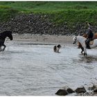 Lassie und die Amazonen