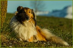 "Lassie vom Emmental" bei einer Verschnaufpause