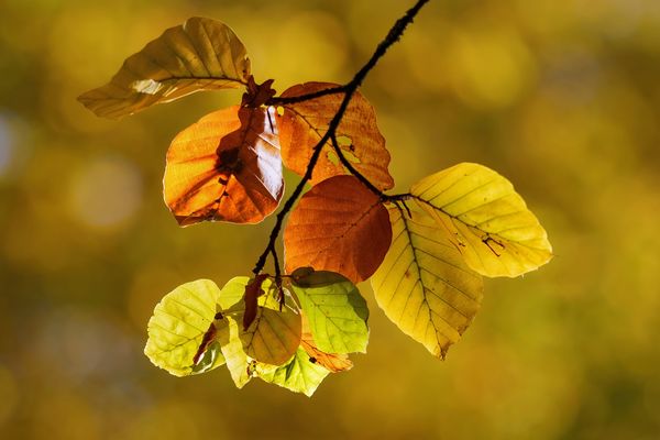 Lasst Blätter sprechen