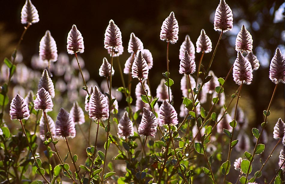 Lasst Blumen leuchten