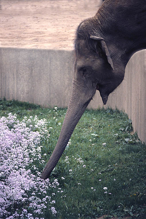 Lasst Blumen schmecken....besser