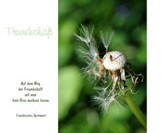 Lasst Blumen sprechen (11)