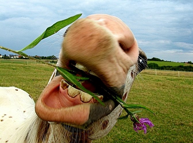 Laßt Blumen sprechen...