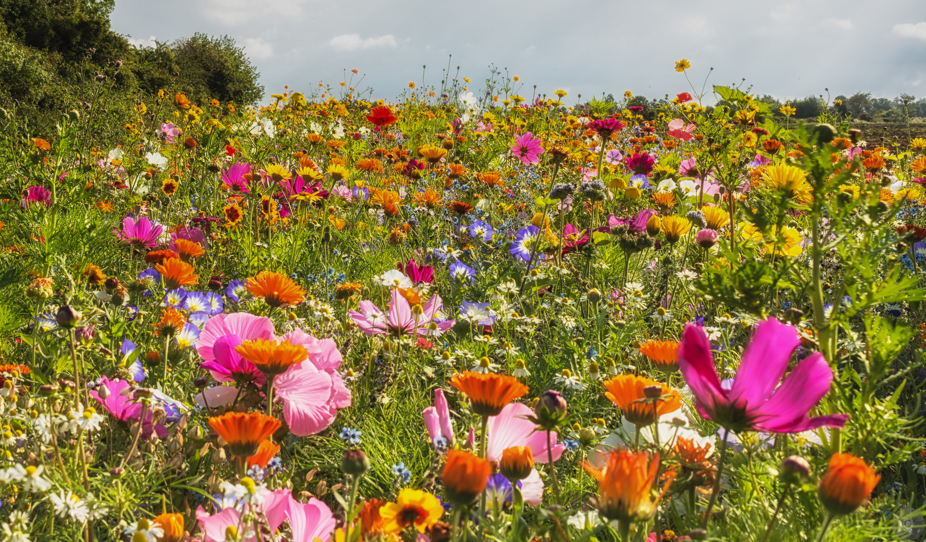 Lasst Blumen sprechen