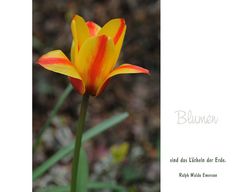 Lasst Blumen sprechen (4)