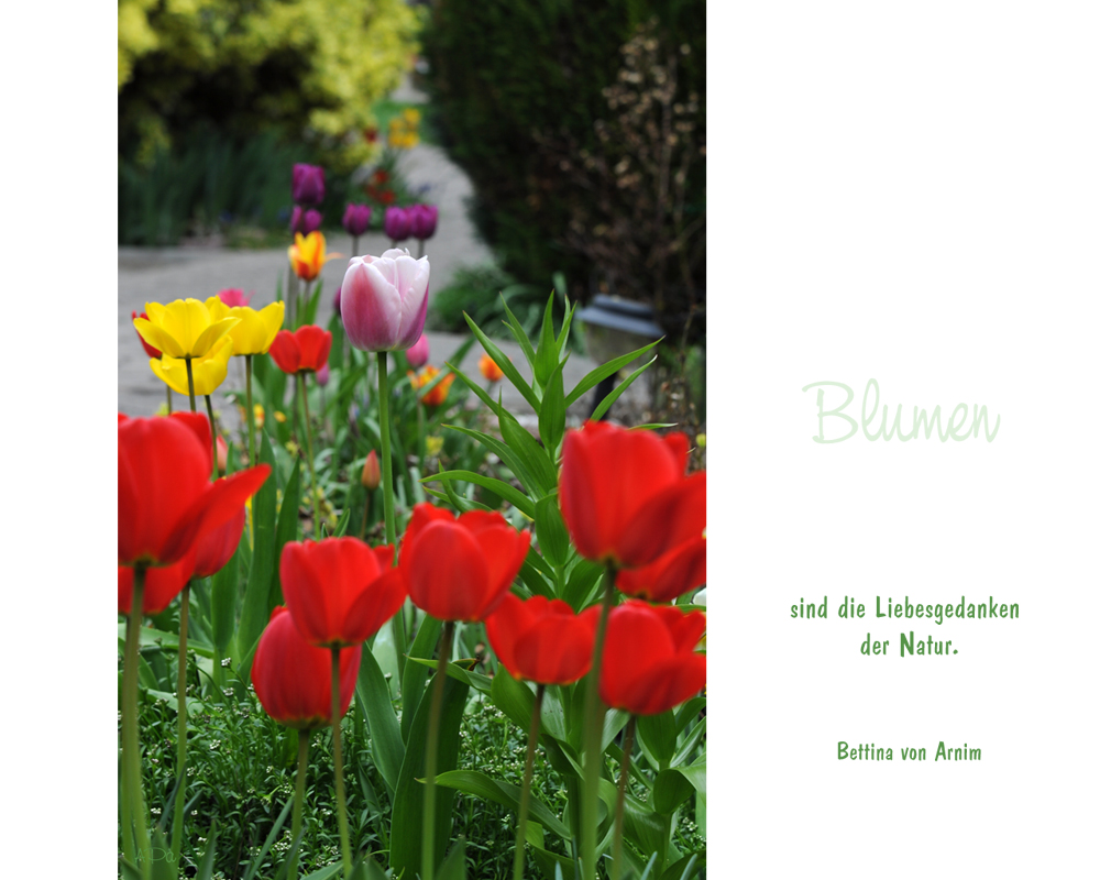 Lasst Blumen sprechen (5)