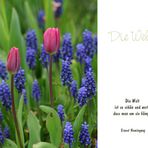 Lasst Blumen sprechen (6)