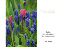 Lasst Blumen sprechen (6)