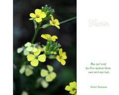 Lasst Blumen sprechen (7)