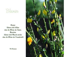 Lasst Blumen sprechen (8)