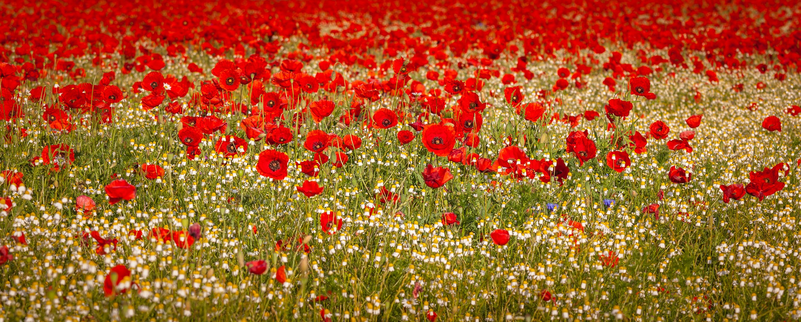 Lasst Blumen sprechen