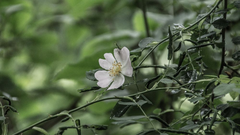 lasst Blumen sprechen