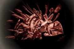 Lasst Blumen sprechen 