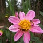 Laßt Blumen sprechen