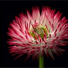 LASST BLUMEN SPRECHEN  -  ALLES GUTE FÜR 2024 - ( Stacking Bild )                 