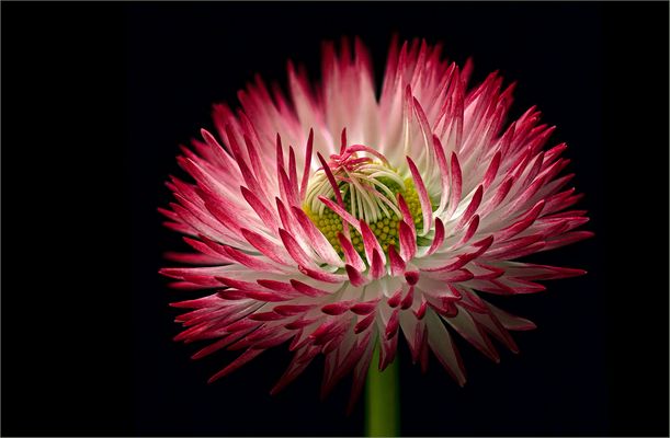 LASST BLUMEN SPRECHEN  -  ALLES GUTE FÜR 2024 - ( Stacking Bild )                 