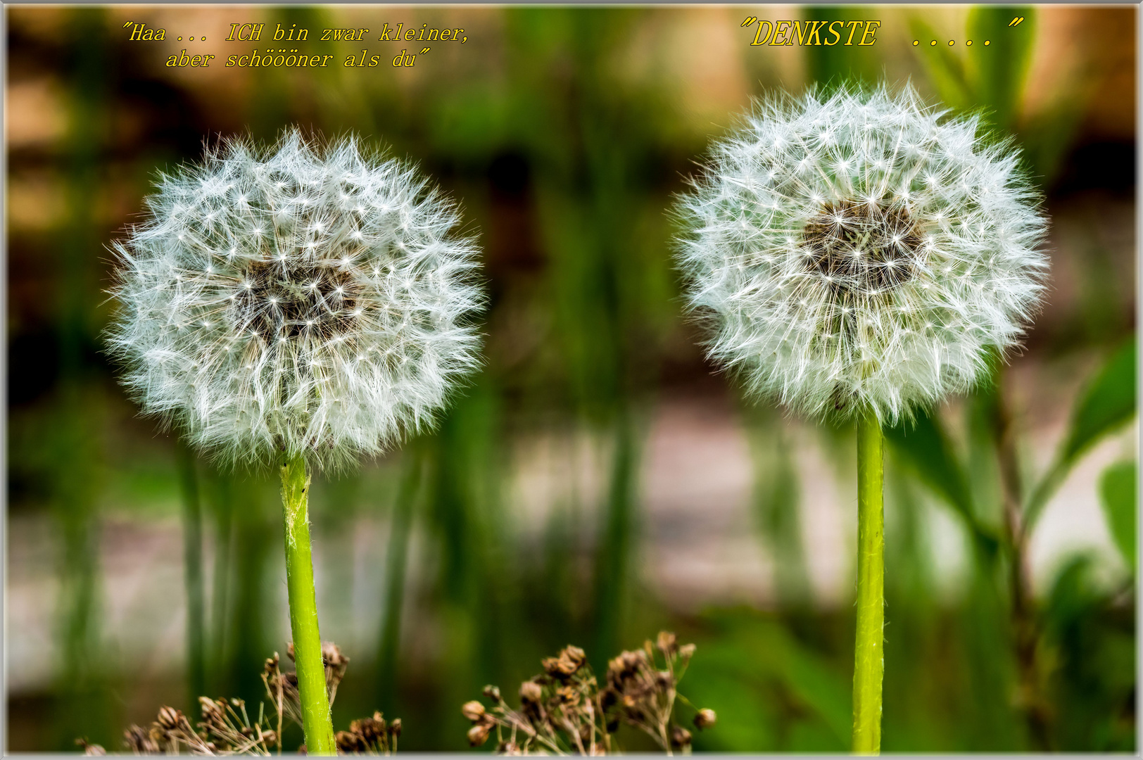 "Lasst Blumen sprechen .... also guckt das Bild an"