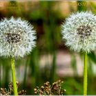 "Lasst Blumen sprechen .... also guckt das Bild an"