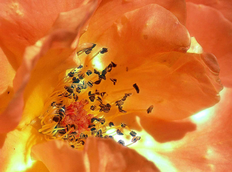 Laßt Blumen sprechen..