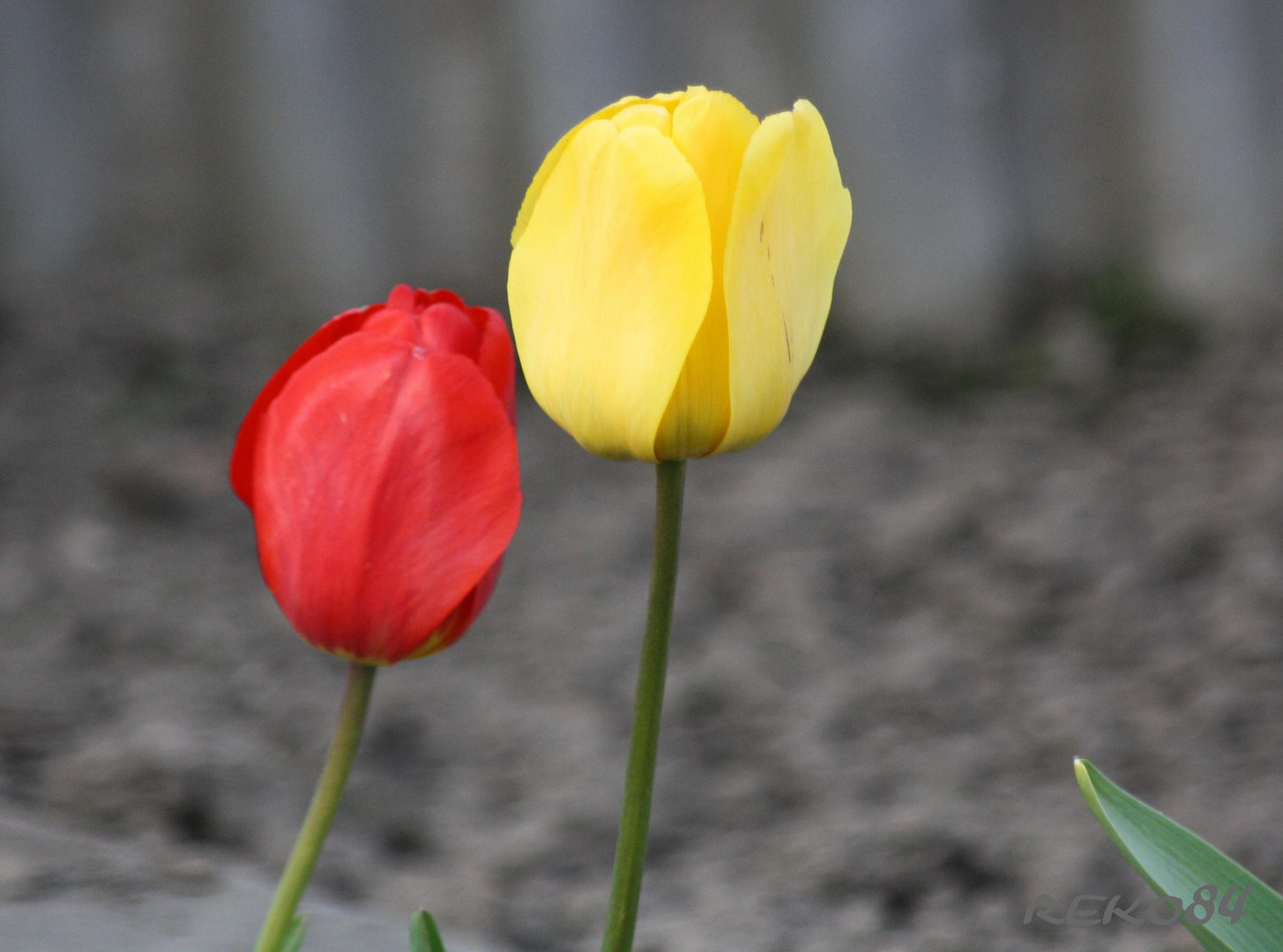 Lasst Blumen sprechen