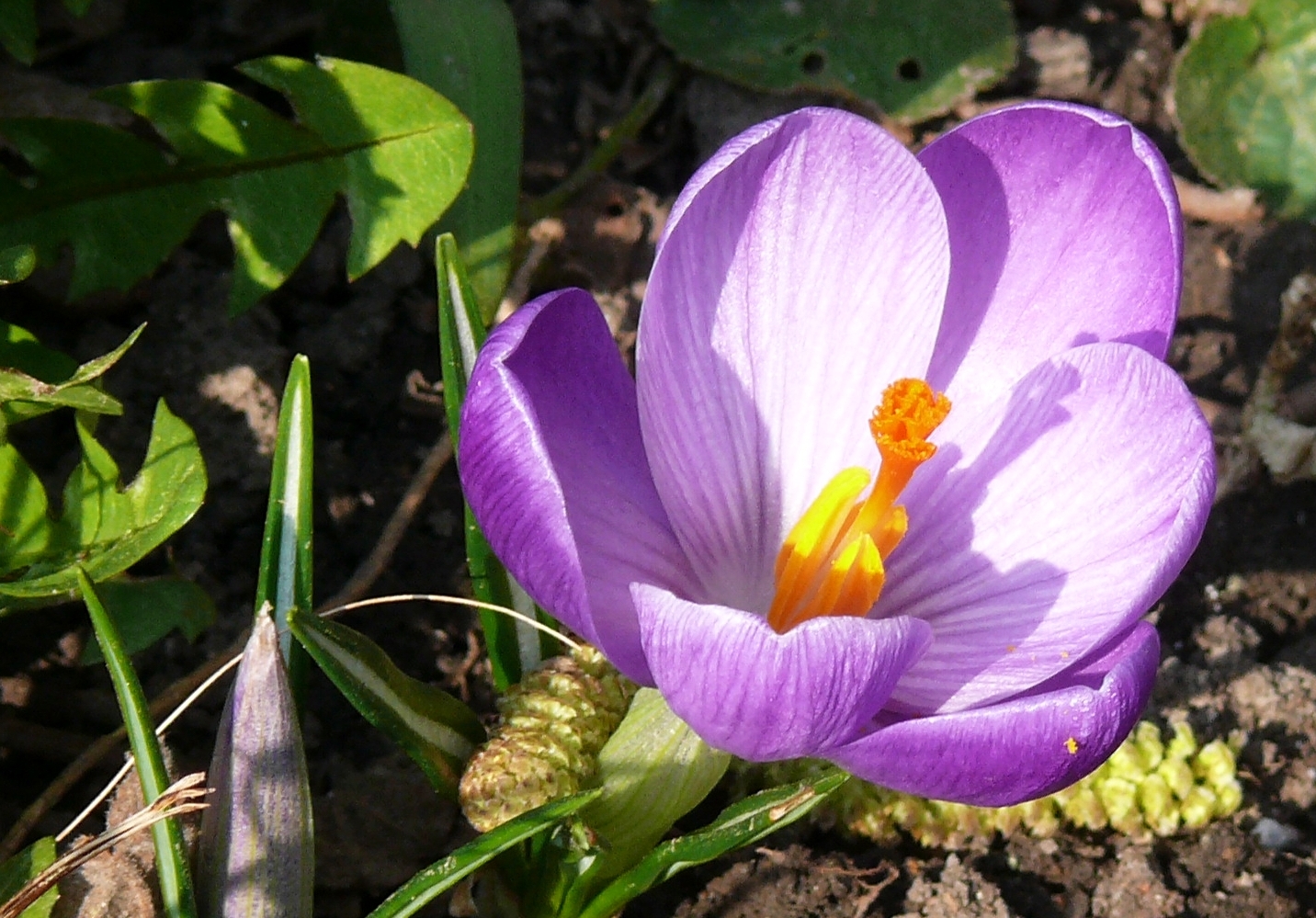 Lasst Blumen Sprechen