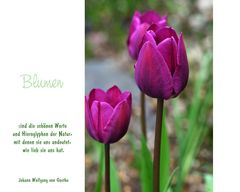 Lasst Blumen sprechen