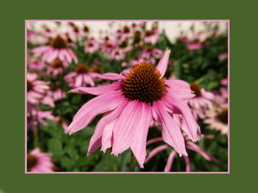 lasst blumen sprechen... von Frank Fischer