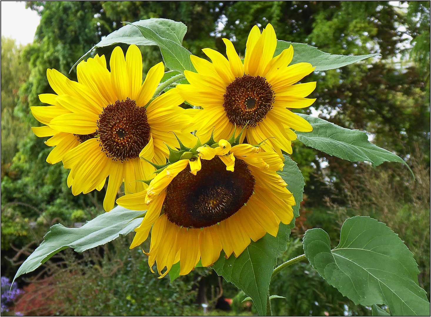 Lasst Blumen sprechen ...