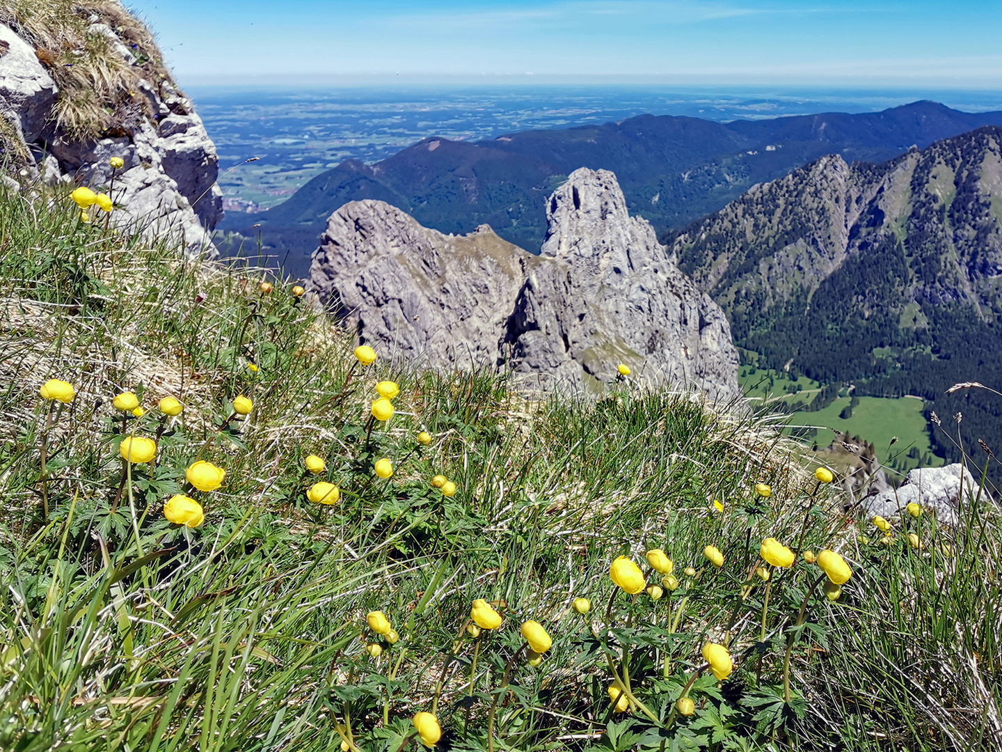 Lasst Blumen sprechen!