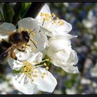 Lasst den Frühling einkehren...