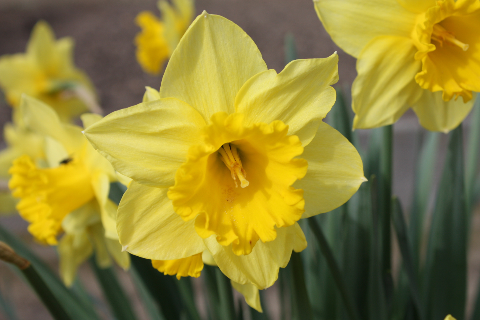 lasst den Frühling in euer Leben