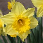 lasst den Frühling in euer Leben