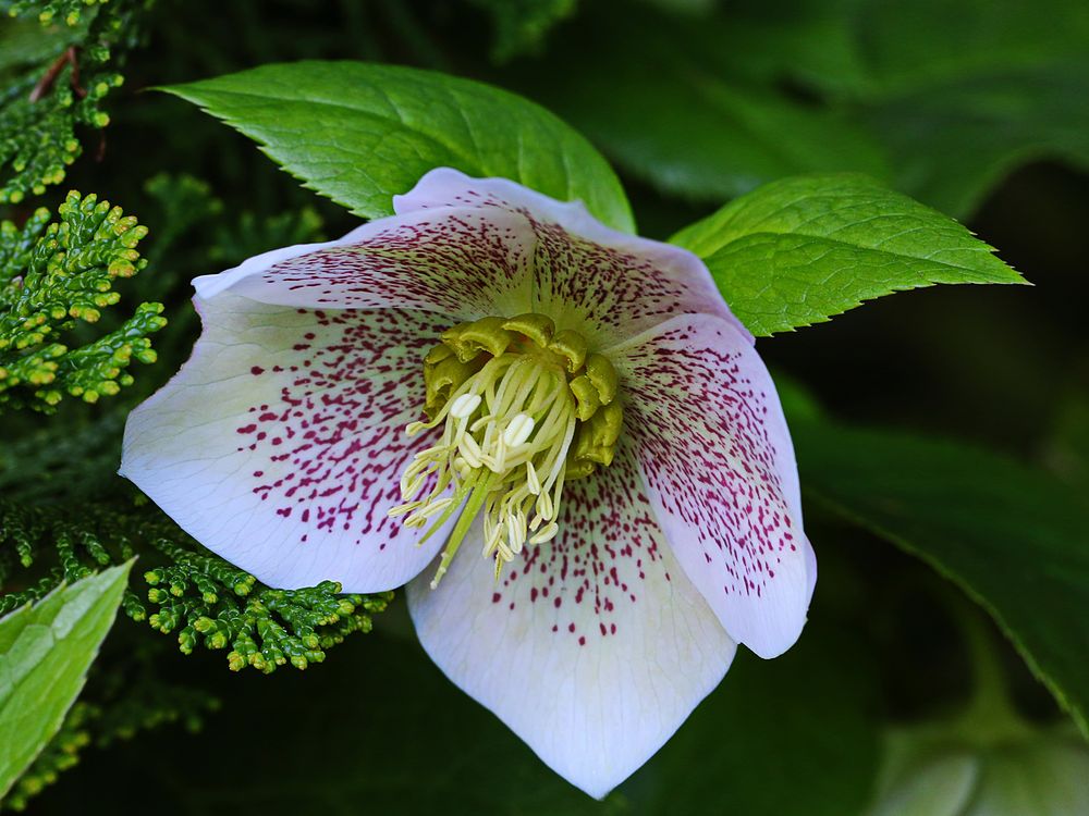 lasst den Kopf nicht hängen..... Foto & Bild natur, blüten, lenzrose