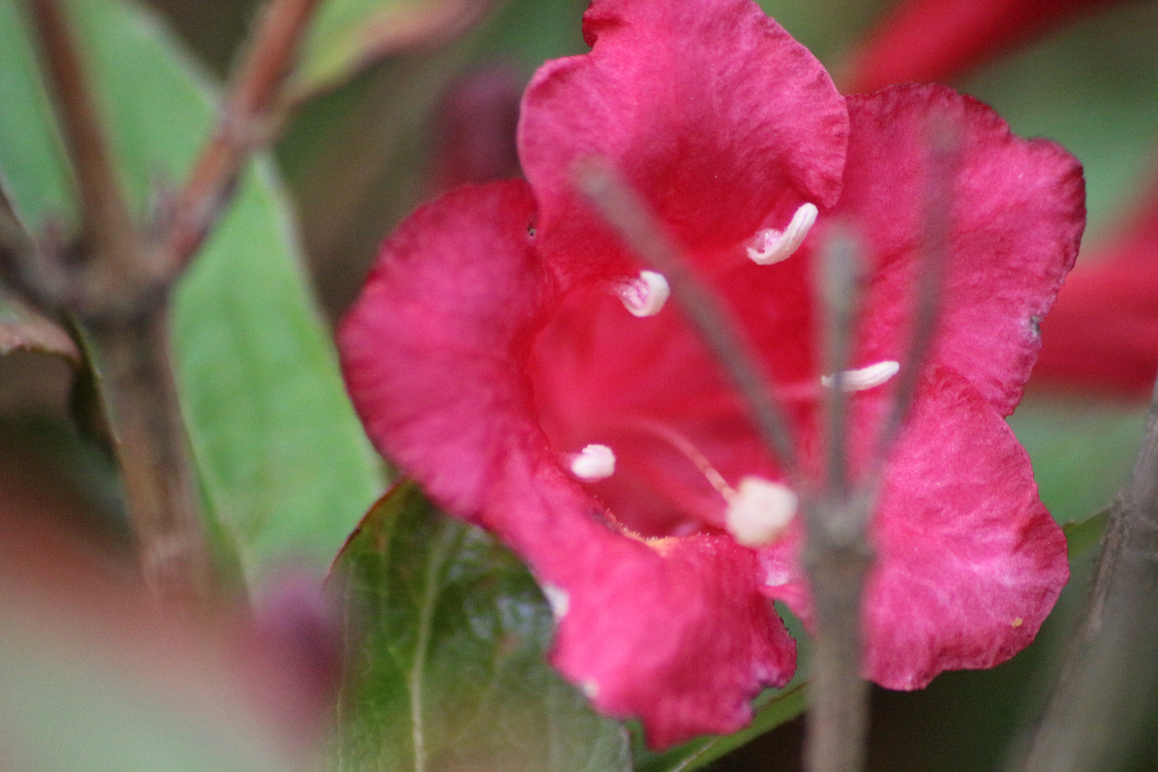 Lasst die Blumen sprechen