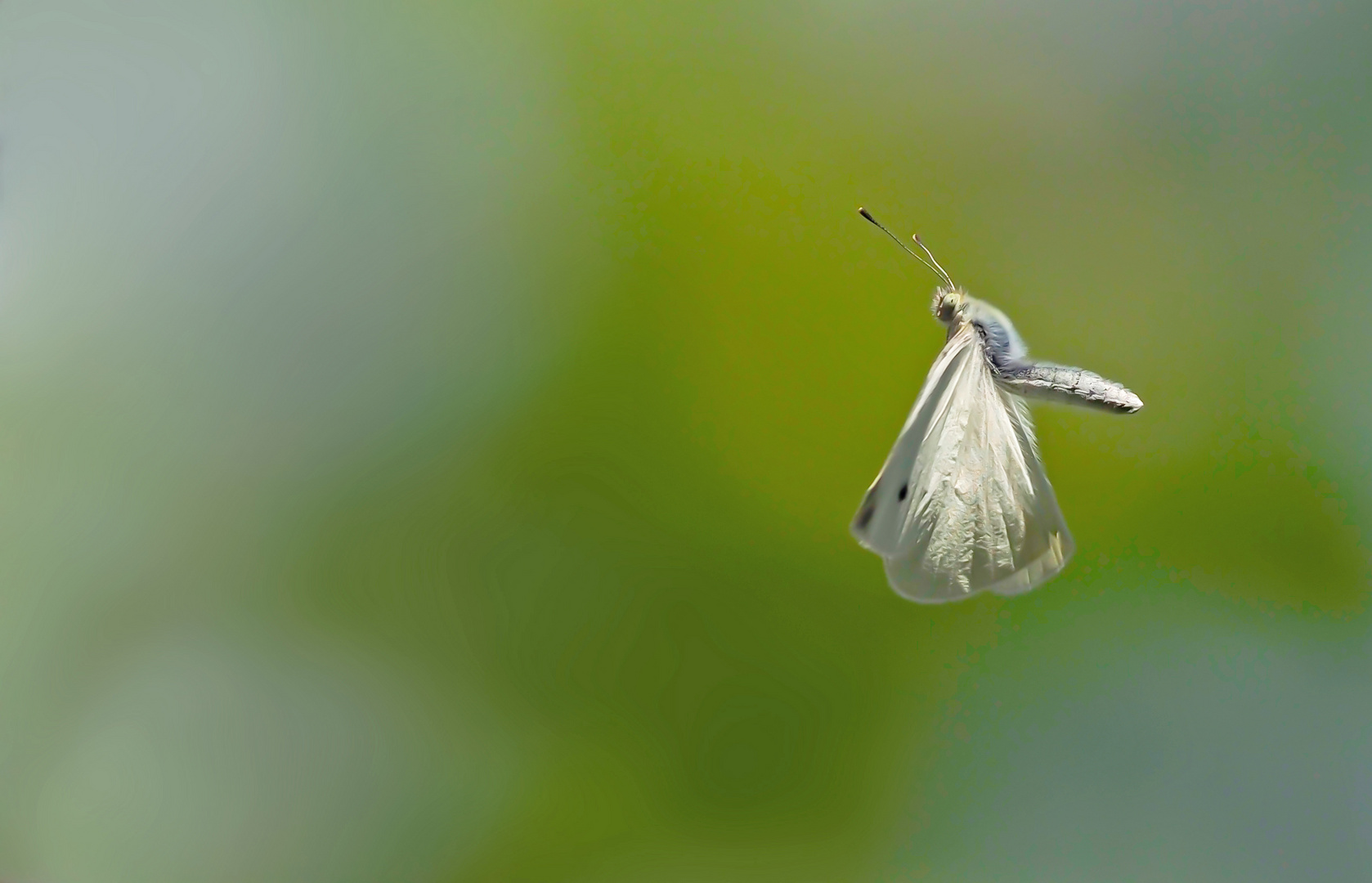 Lasst die kleinen Nymphen fliegen 